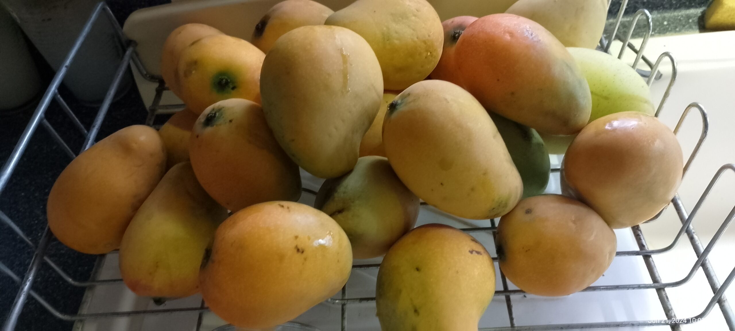 A lot of mangos