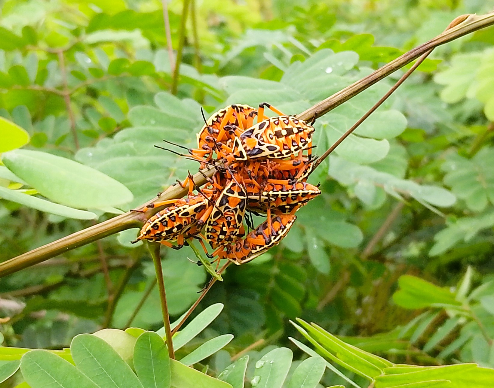 Orange bugs clustered on a twig.