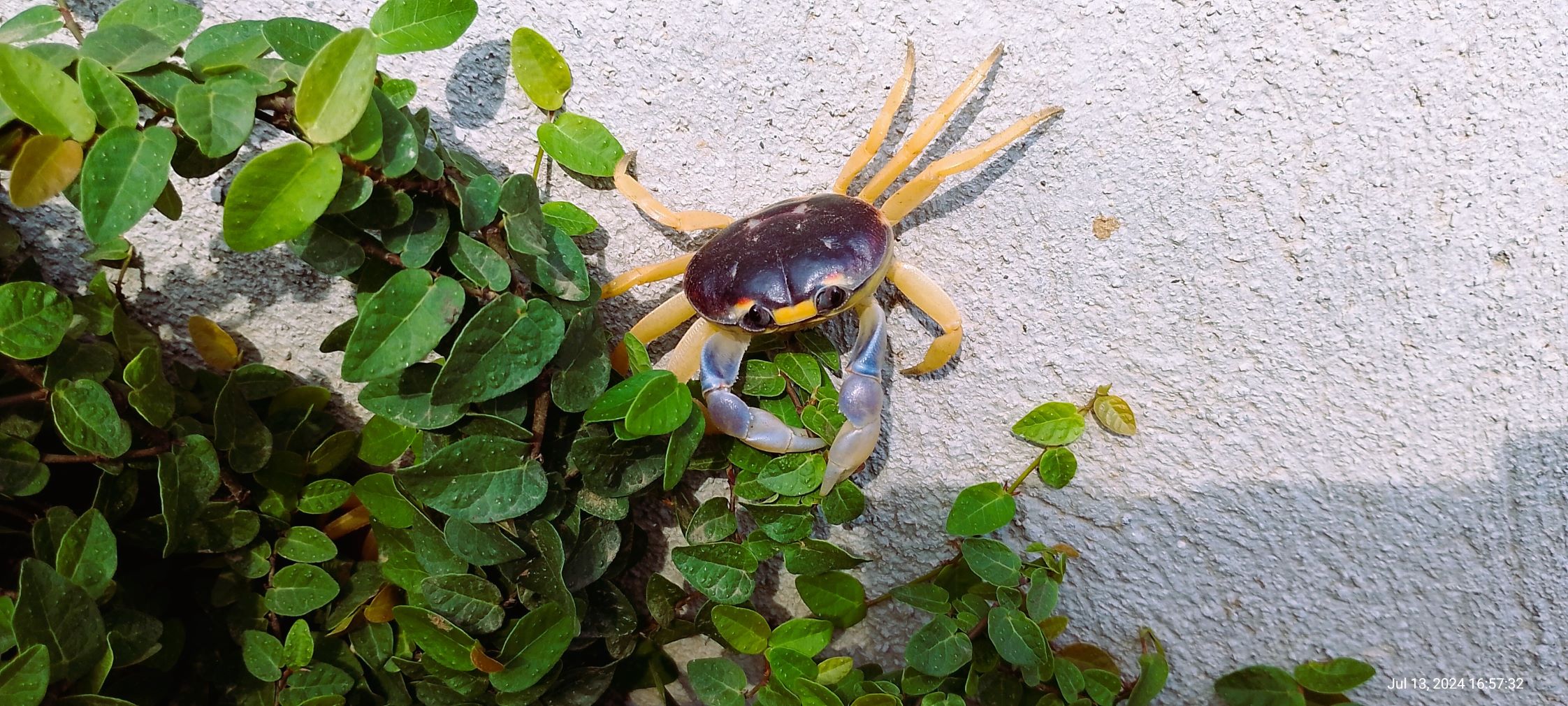 Land crab on a wall