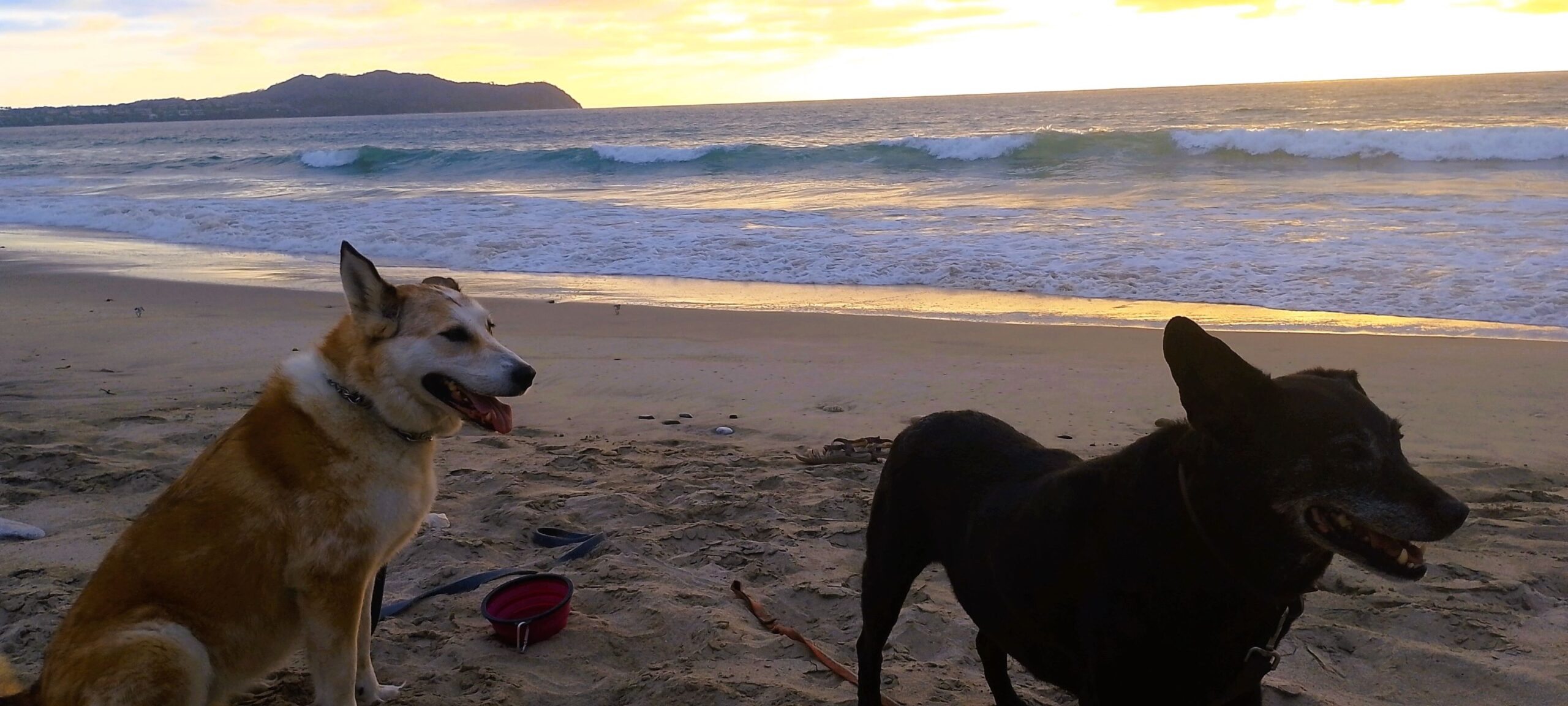 Two dogs at the beach at sunset.