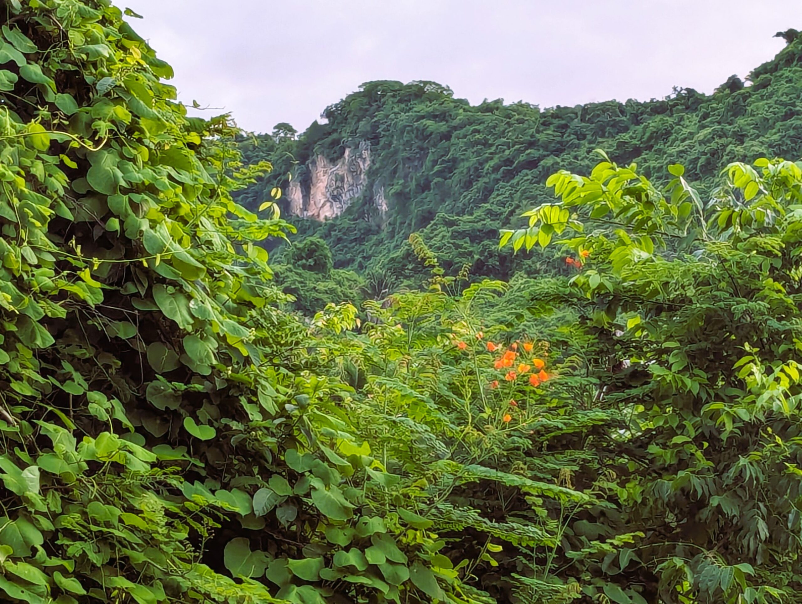 Monkey Mountain, green during wet season.