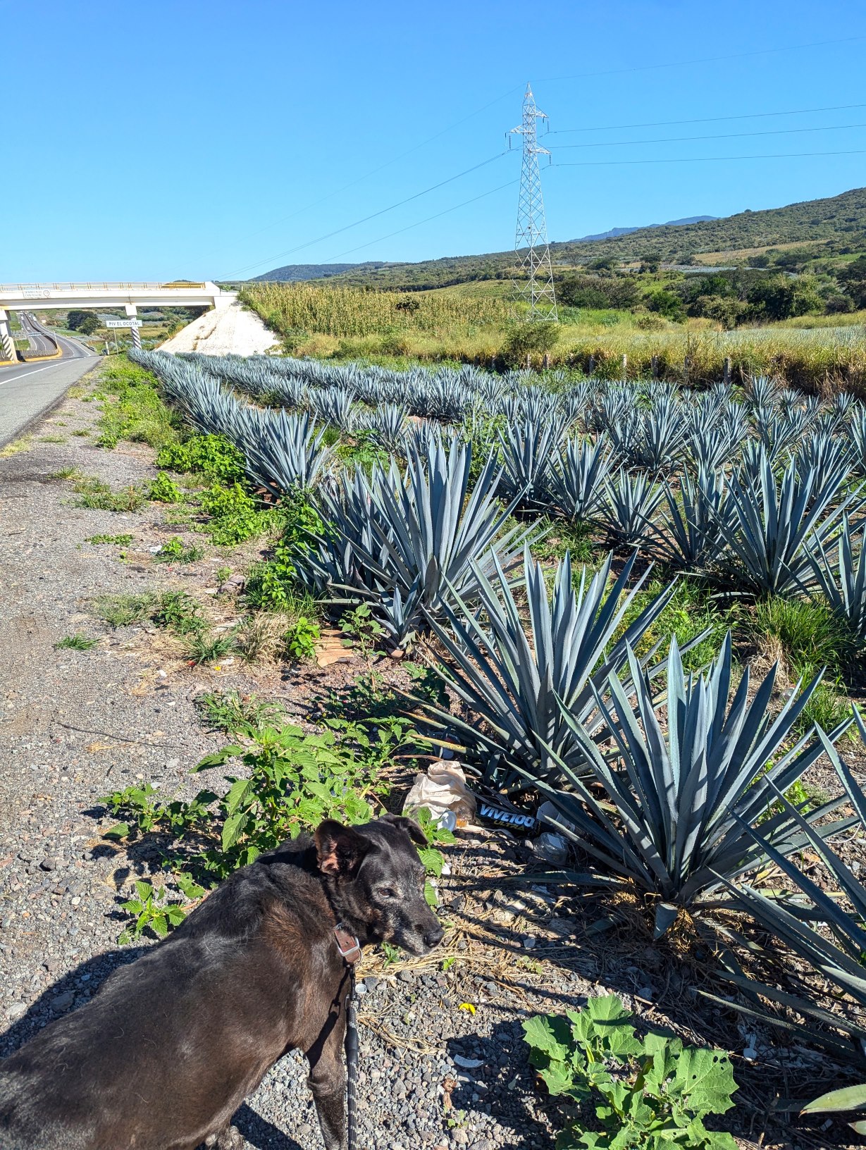 Black dog on the side of the highway next to a blue agave field.