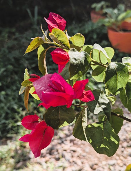 Bugambilias are plants that can handle the summer heat.