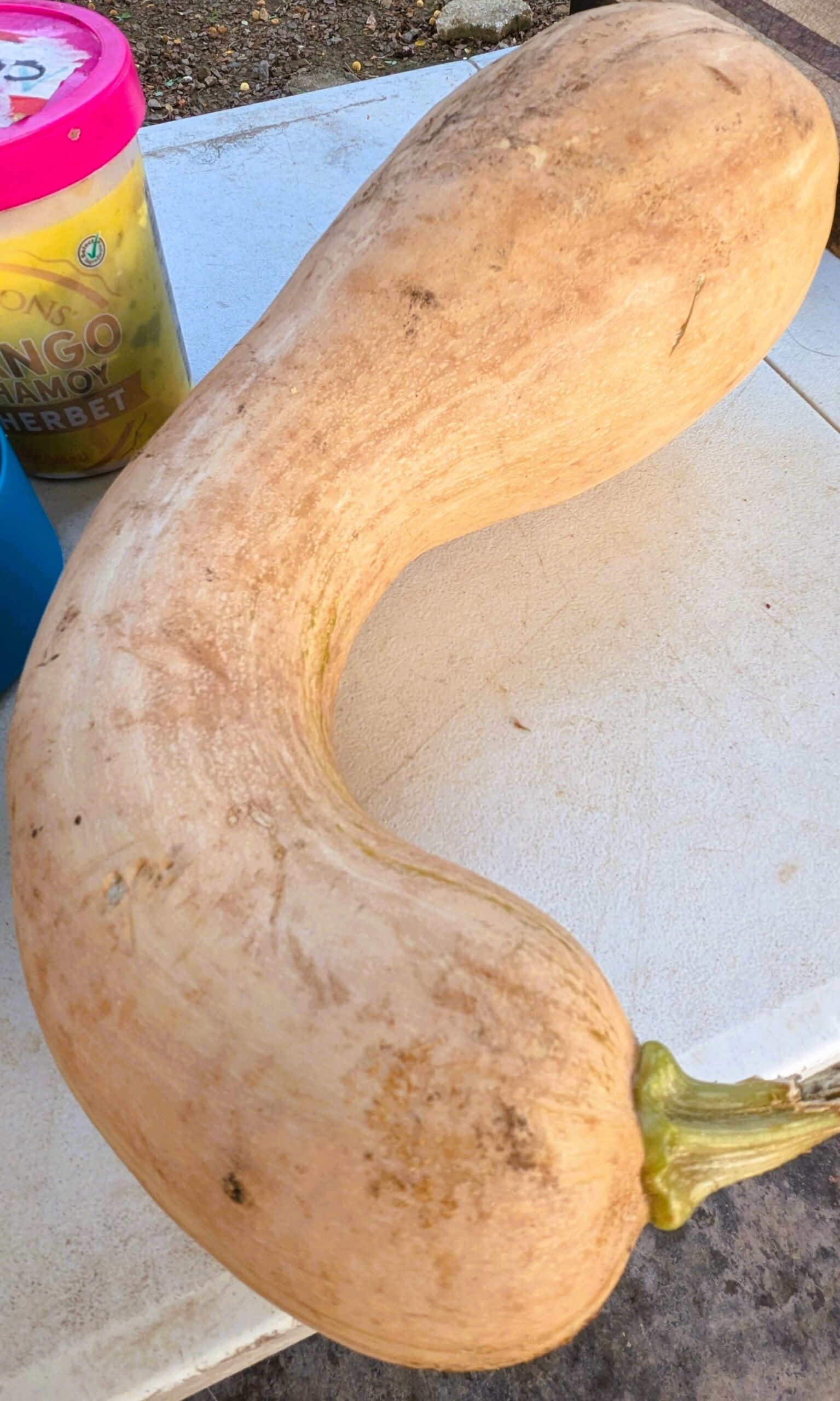 The squash is as big across as the folding table.